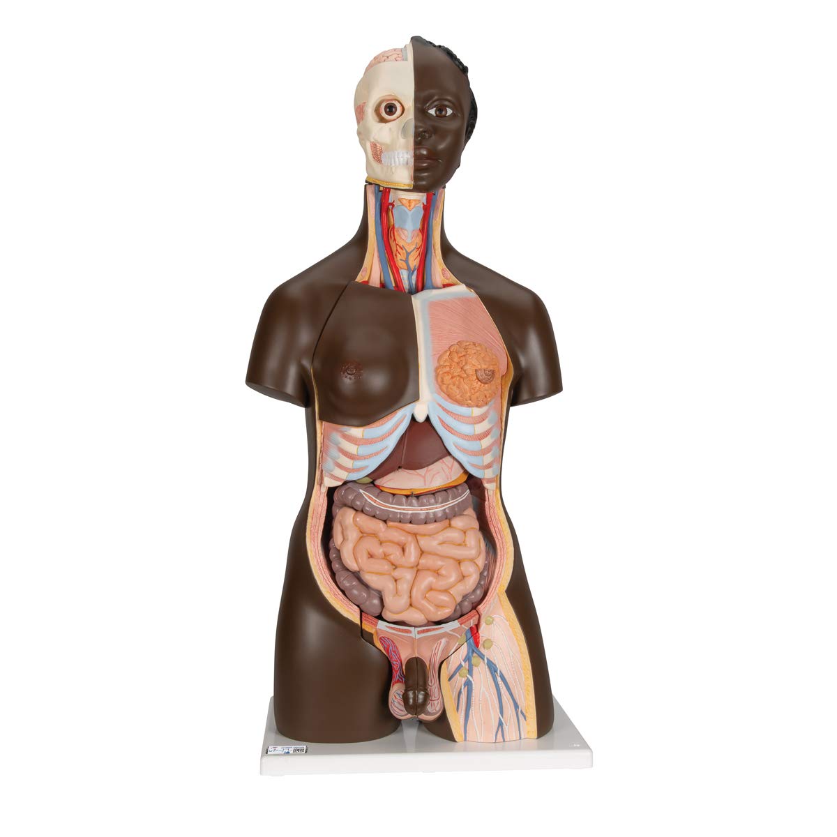 3B Scientific B37 African Torso Dual Sex 24 parts - 3B Smart